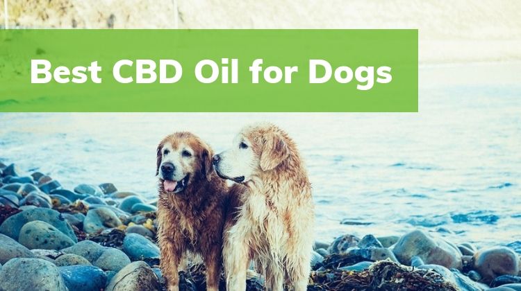 Best CBD Oil for Dogs