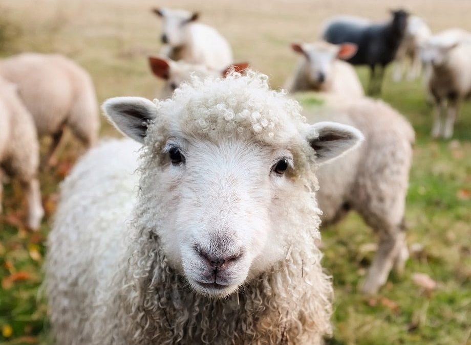 The 2018 Farm Bill and What it Means for CBD