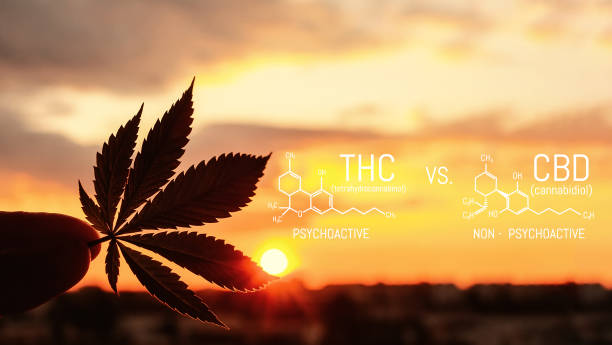 What Is the Difference Between Thc and Cbd